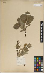 Foto von Salix lanata L.